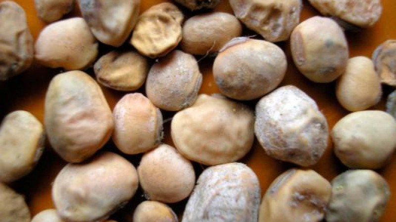 Intoxicación por  micotoxinas que afectan a la soja y el maíz